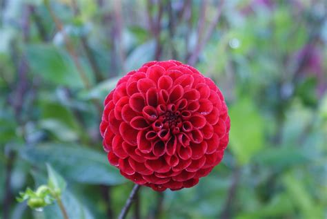 Slot Dahlia .